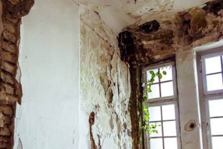 Mold damages